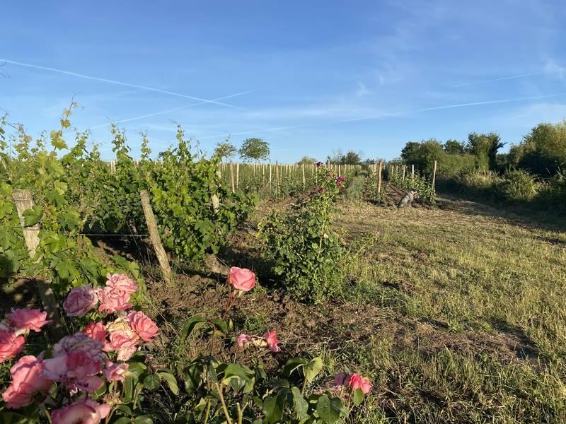 Les vignes du bourg joly chateau par botanique st martin sanzay thouarsais