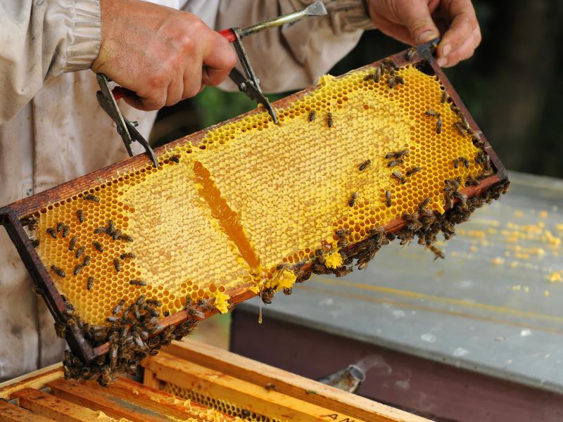 apiculture - Pouffonds (pw) 0629