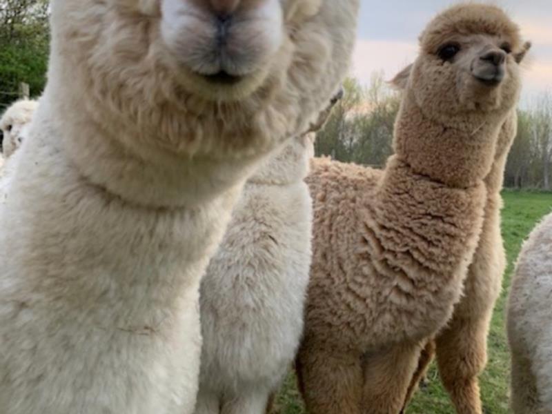 argentonnay-alpacas--curieux