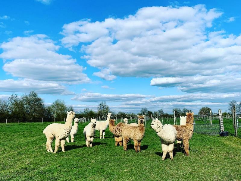 argentonnay-alpacas-troupeau