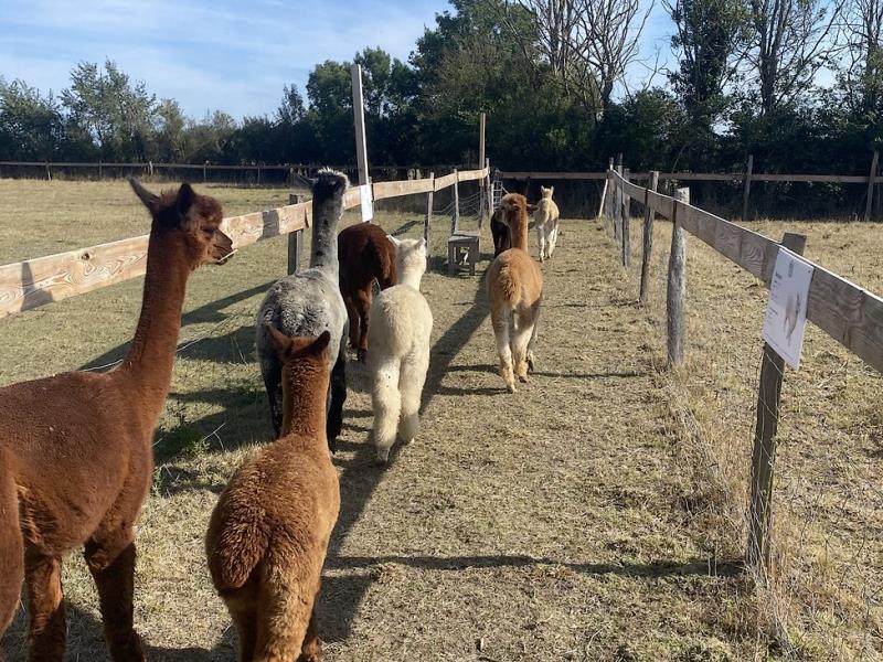 argentonnay-ferme-alpagas