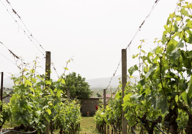 GÉOLOGIE, VITICULTURE ET CULTURE Thouarsais val en vignes 