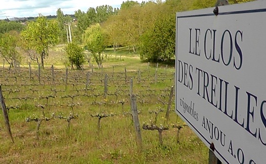 Domaine clos treilles viticulteur vins degustation Ste Verge Thouars Thouarsais