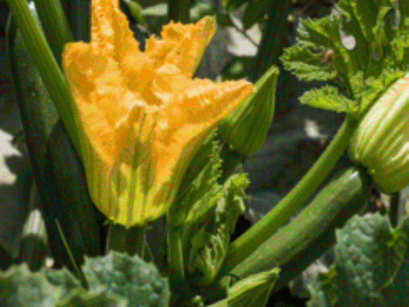 courgettes-au-printemps-producteur-les-saveurs-de-gâtine