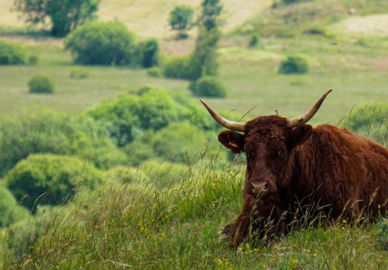 cow-5391660_640