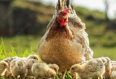 largeasse-ferme-rocher-branlant-volailles
