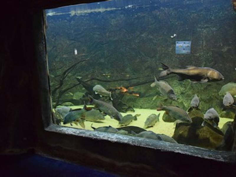 lesmaisonsdulac-aquarium-internet