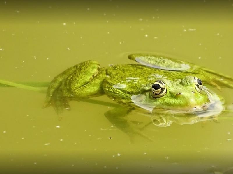moncoutant-gite-domaine-de-letang-grenouille