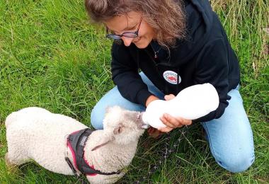 moncoutant-ferme-des-liens-tisses-agneau