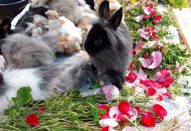 moncoutant-ferme-des-liens-tisses-lapins