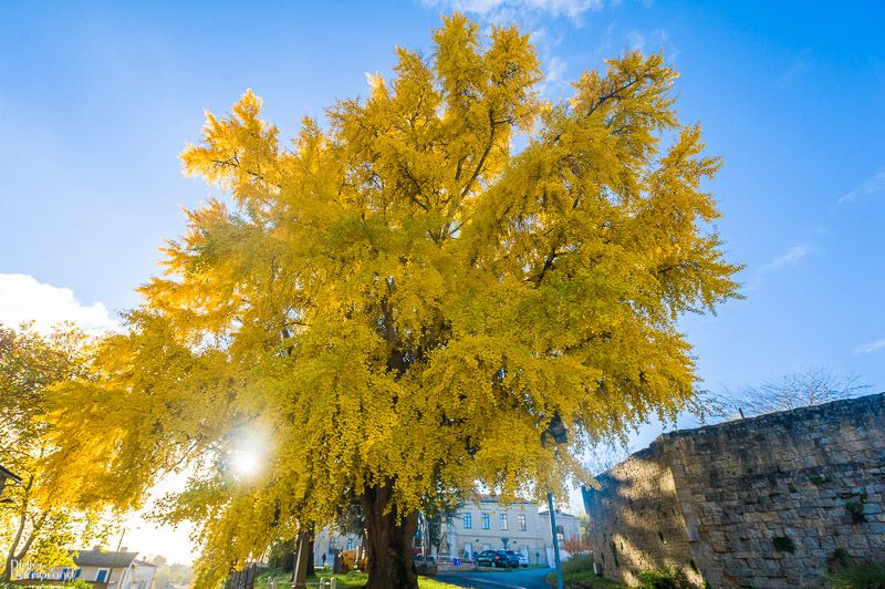 Melle, Petite Cité de Caractère