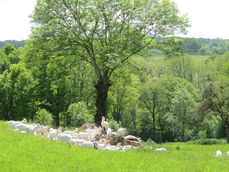 troupeau chèvre au pied d'un arbre